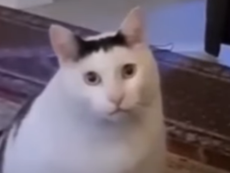 Cool cat video